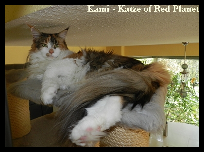 Kami Katze